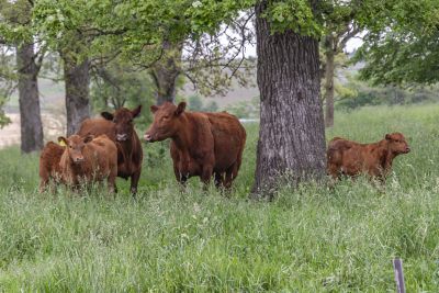 Red Angus