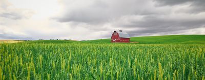 Wheat field for hero