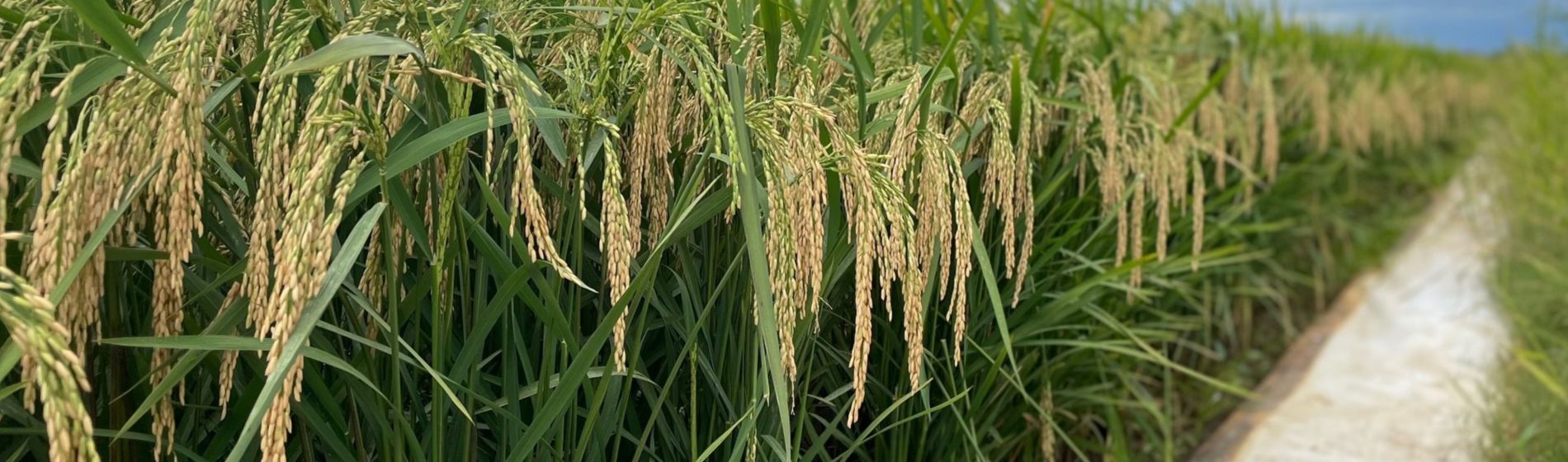 Rice field