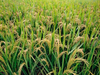 rice field