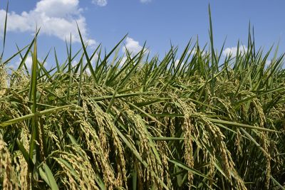 Rice at harvest