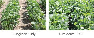 Lumiderm and fungicide only soybean plot comparison