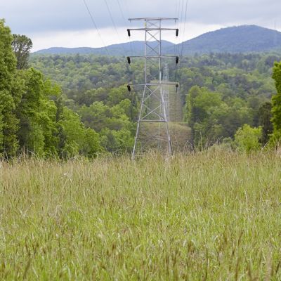 Image of electrical lines in right of way in forest of trees