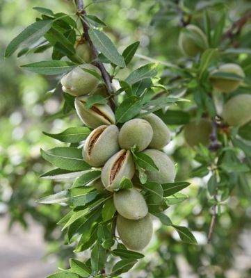 Ripening almonds on branch