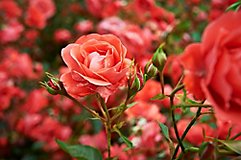 Image of rose bush