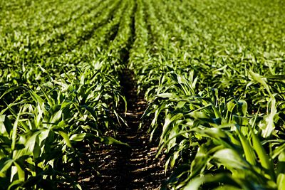 View down a row of corn