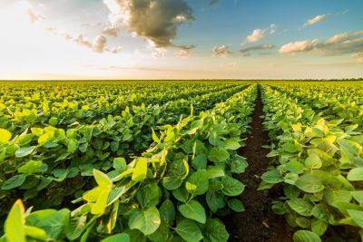 Row of soybeans