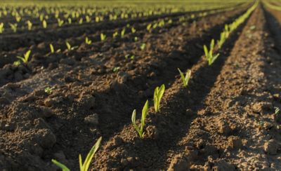 close up of young corn