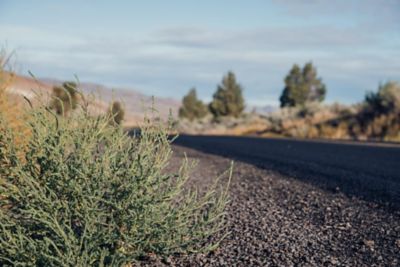 Sagebrush along highway