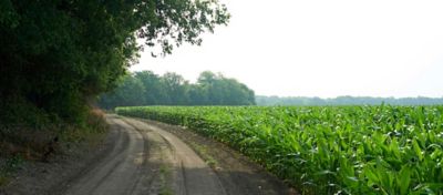 Pollination in Corn: Timeline of Key Steps