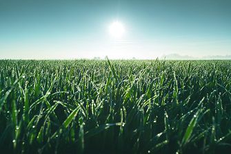scenic view of wheat field against a clear sky