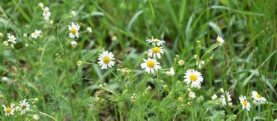 Scentless Chamomile