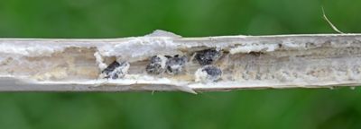 sclerontinia root rot