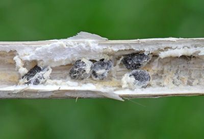 sclerotinia in canola stem