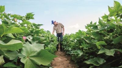 Scouting for vert wilt