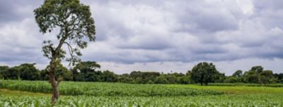 field with crops and trees