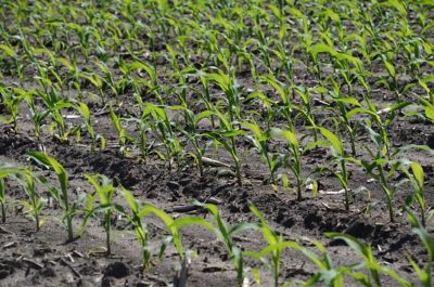 Seedling corn - Cort Seed Treatments