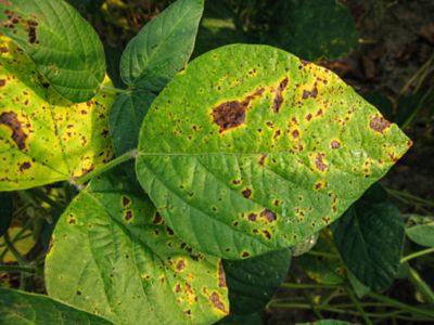 Septoria brown spot on soybean leaf
