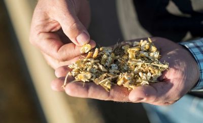 Photo - hands holding silage - closeup
