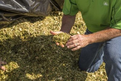 Man kneeling checking silage.