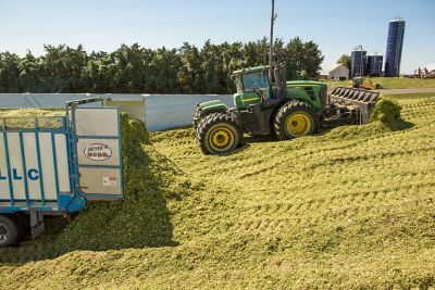 Alfalfa plant closeup - field in background