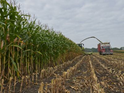 silage harvest