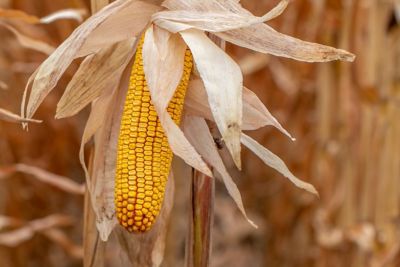 IMG-situation-in-the-seed-market