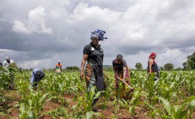 people working in crop field with cloudy sky