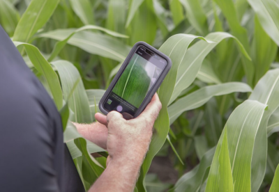Smartphone in corn field