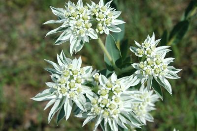 Snow on the Mountain - weed species