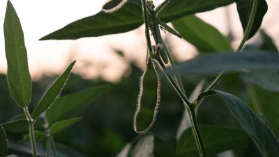 a soybean leaf at close