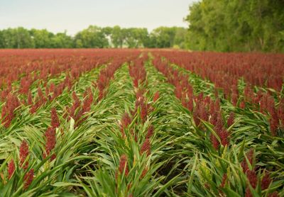 v=Sorghum field - trees in background