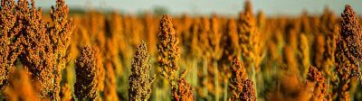 Lavoura de sorgo