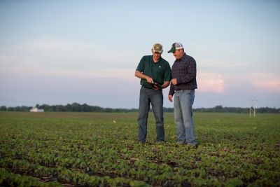 men in early soybean field