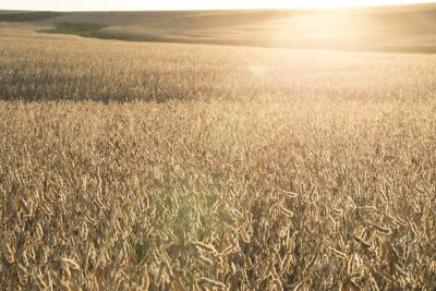 Soy harvest
