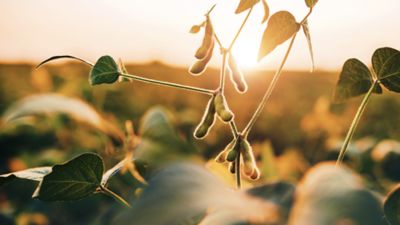 IMG-soybean-Pioneer-ZA-ZA-V1