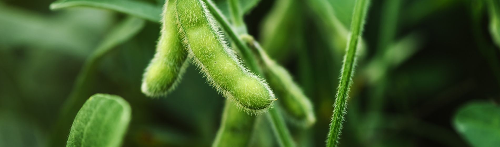 soybean close up