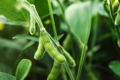 Gros plan d’une gousse de soya