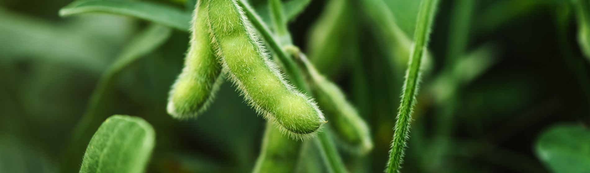 Gros plan d’une gousse de soya