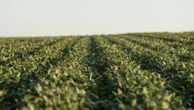 Pioneer® Brand Soybeans - Number One for a Reason.