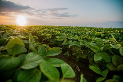 soybean field at sunrise