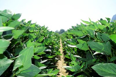 Early planted soybeans