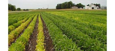 Field - trials with SCN-resistant and non-resistant varieties.