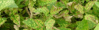 soybean leaf with SDS infection