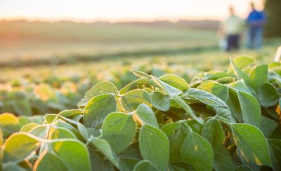 Photo - soybean plants closeup - people in far background - for soybean products landing page.