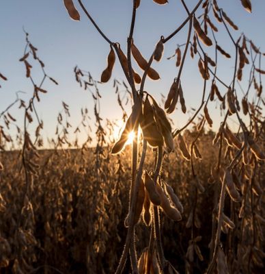 Closeup - soybean plants in field at harvest time.