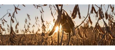 Soybeans in field - ready for harvesting