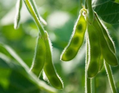 soybean pods
