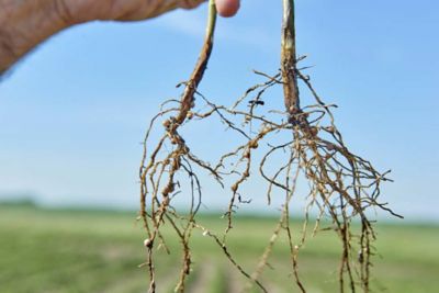 Photo - Soybean roots closeup