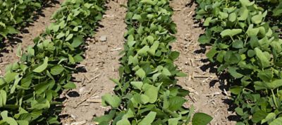 soybean rows